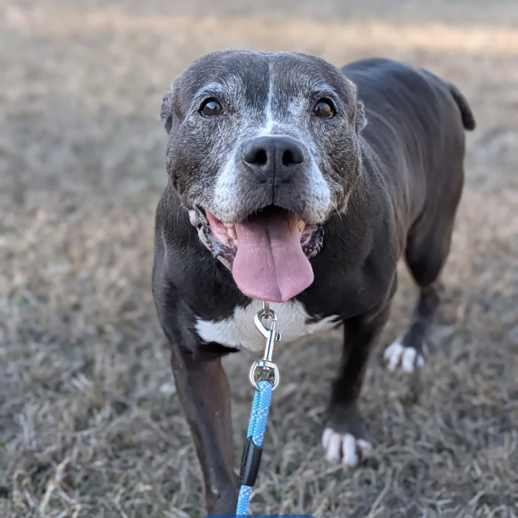 Gracie 01-1837