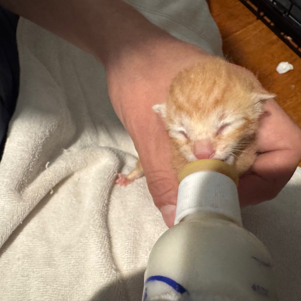JACKSON - Domestic Shorthair available for adoption