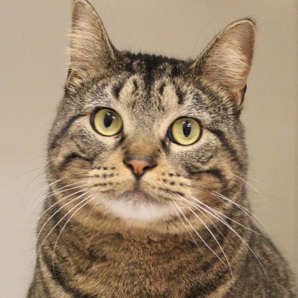 Evangeline — thumbnail 2