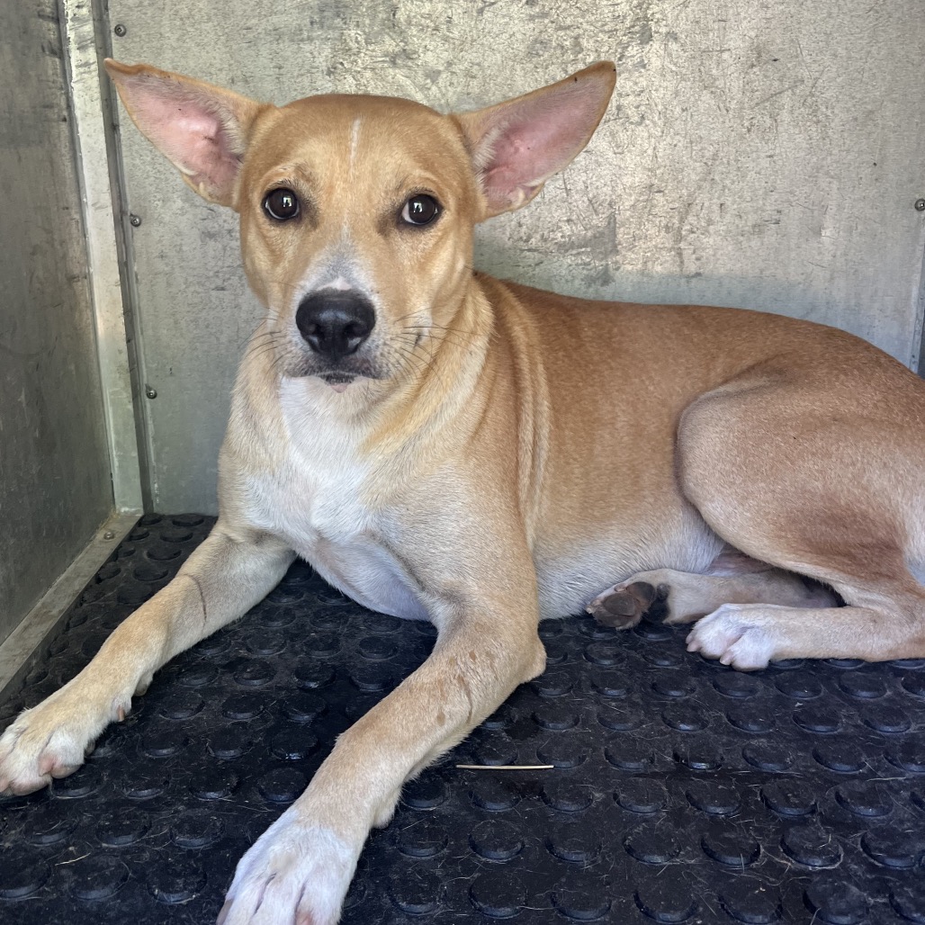 SIR GERALD - Shepherd available for adoption