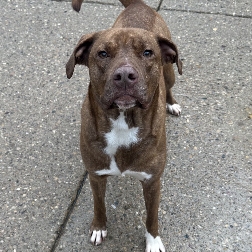 Mocha — thumbnail 3