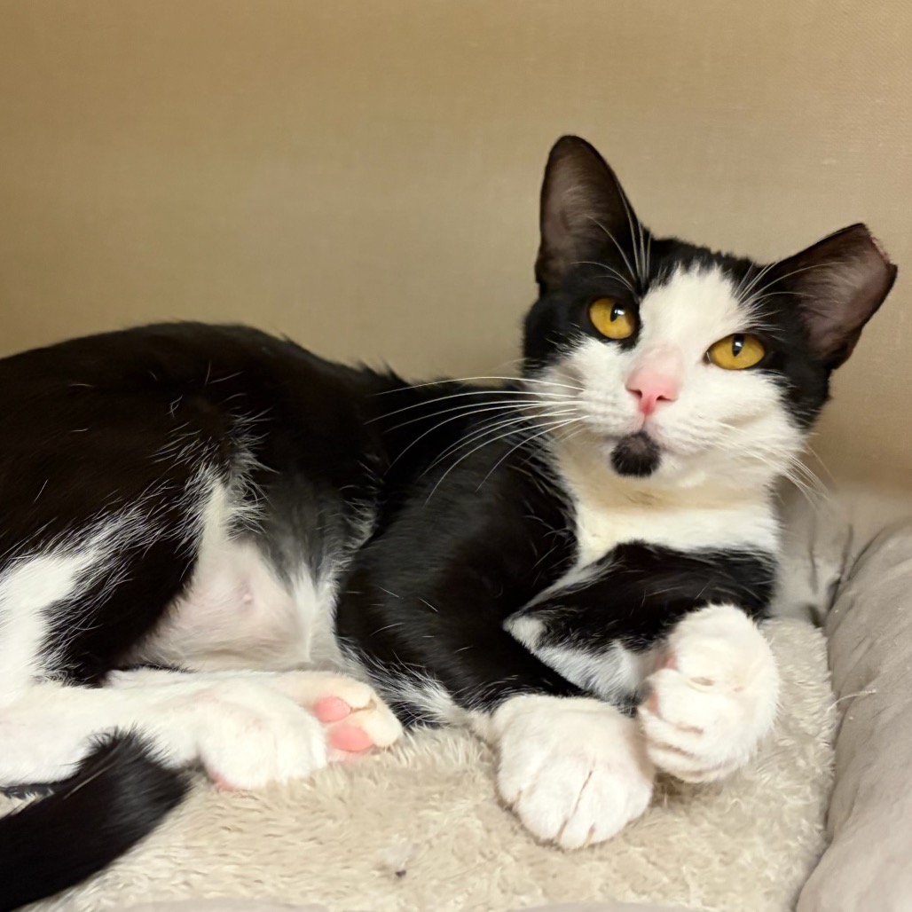 PUFFIN - Domestic Shorthair available for adoption