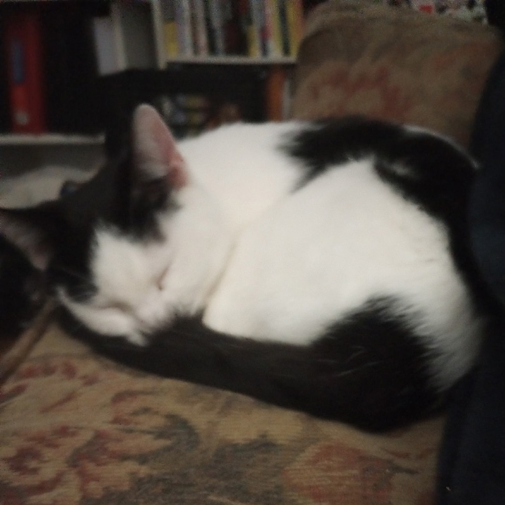 Lorelai, an adoptable cat