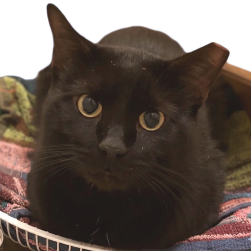 1f6ffaaca22fece870c991234b691dc5