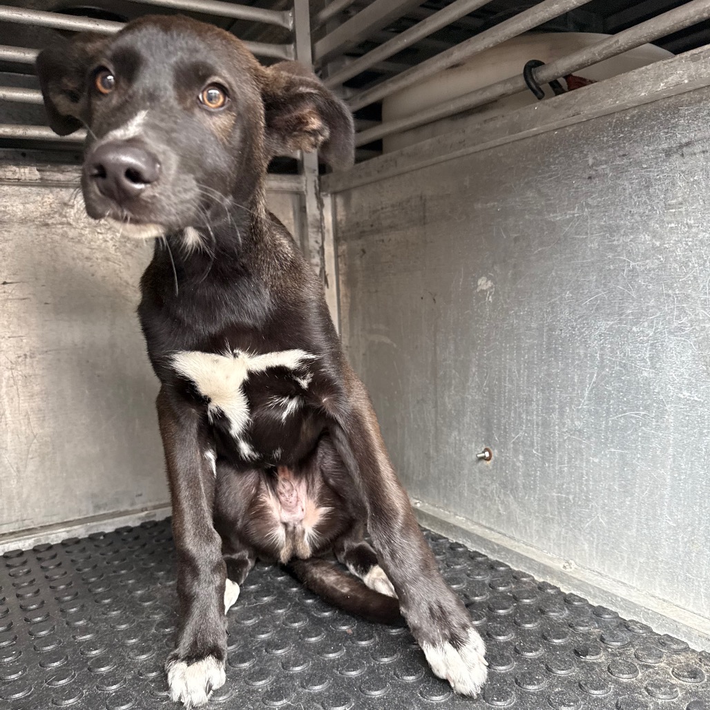 RAZZLE - Shepherd available for adoption