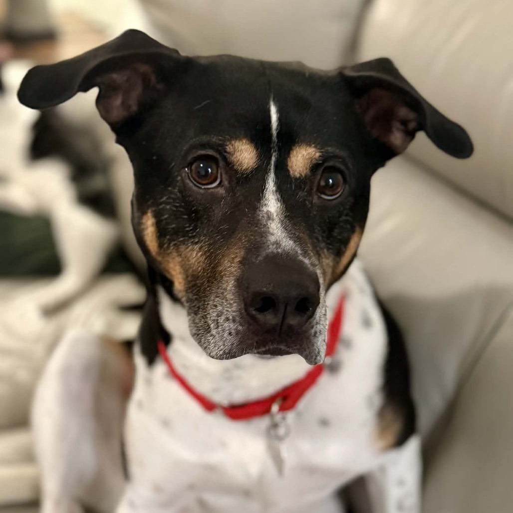 Han Solo — thumbnail 7