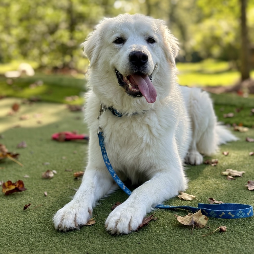 MILLIE - Pyrenees / Great available for adoption