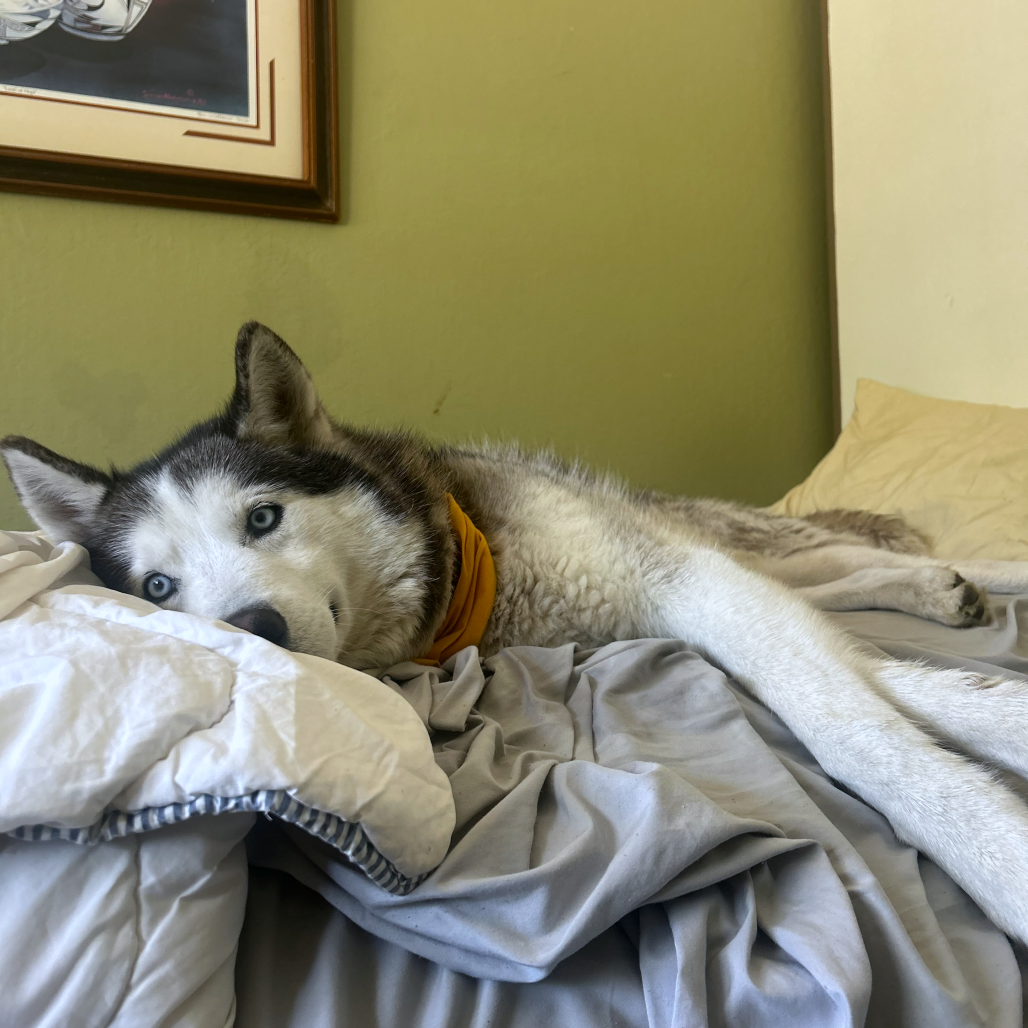 Echo — thumbnail 5