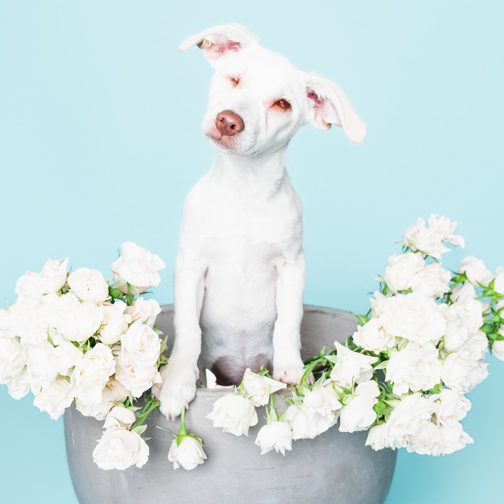 DARE DEVIL - Chihuahua for adoption in Santa Rosa