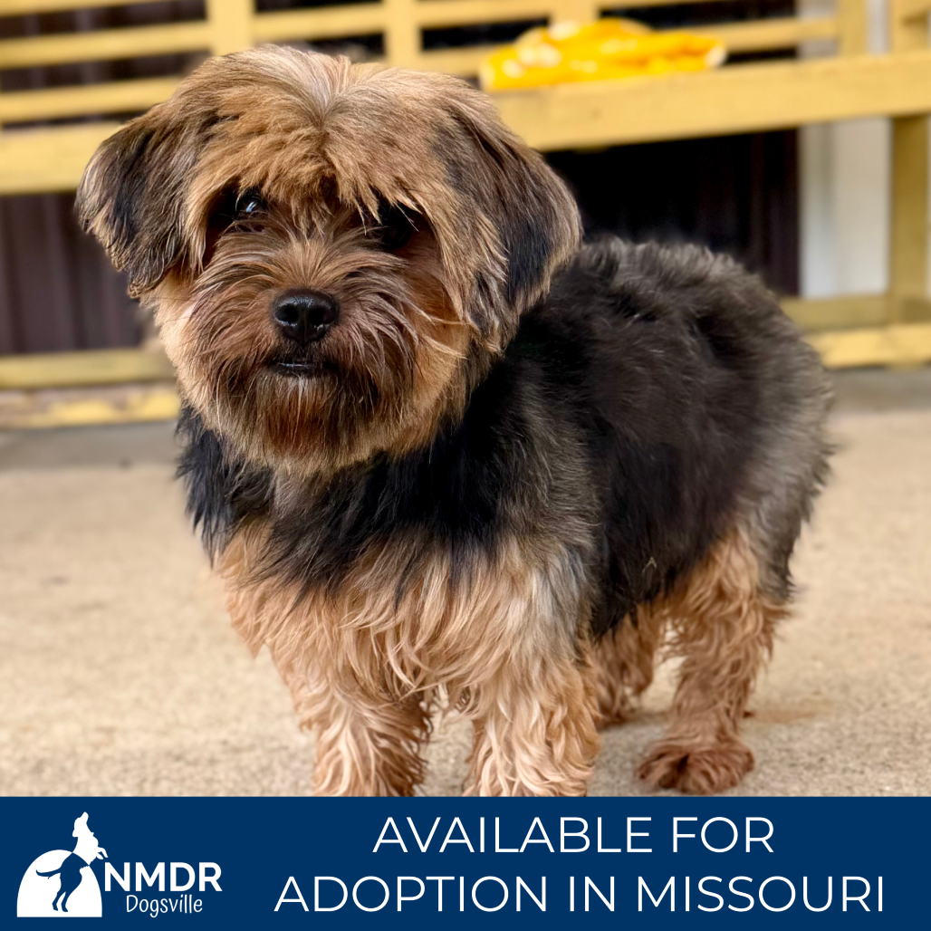 ERINN - MISSOURI (AG26-73) - Terrier, Yorkshire, Yorkie / Mixed Breed (Small) available for adoption