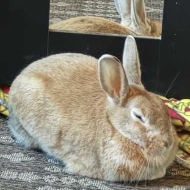 Potato