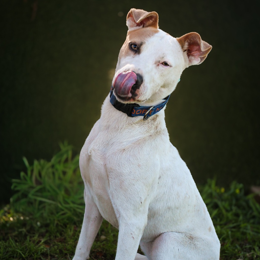 Harley, an adoptable dog at SPCA-BC