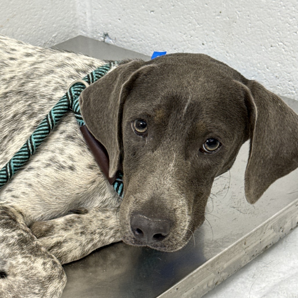 BIG IRON - Foxhound, American / Mix available for adoption