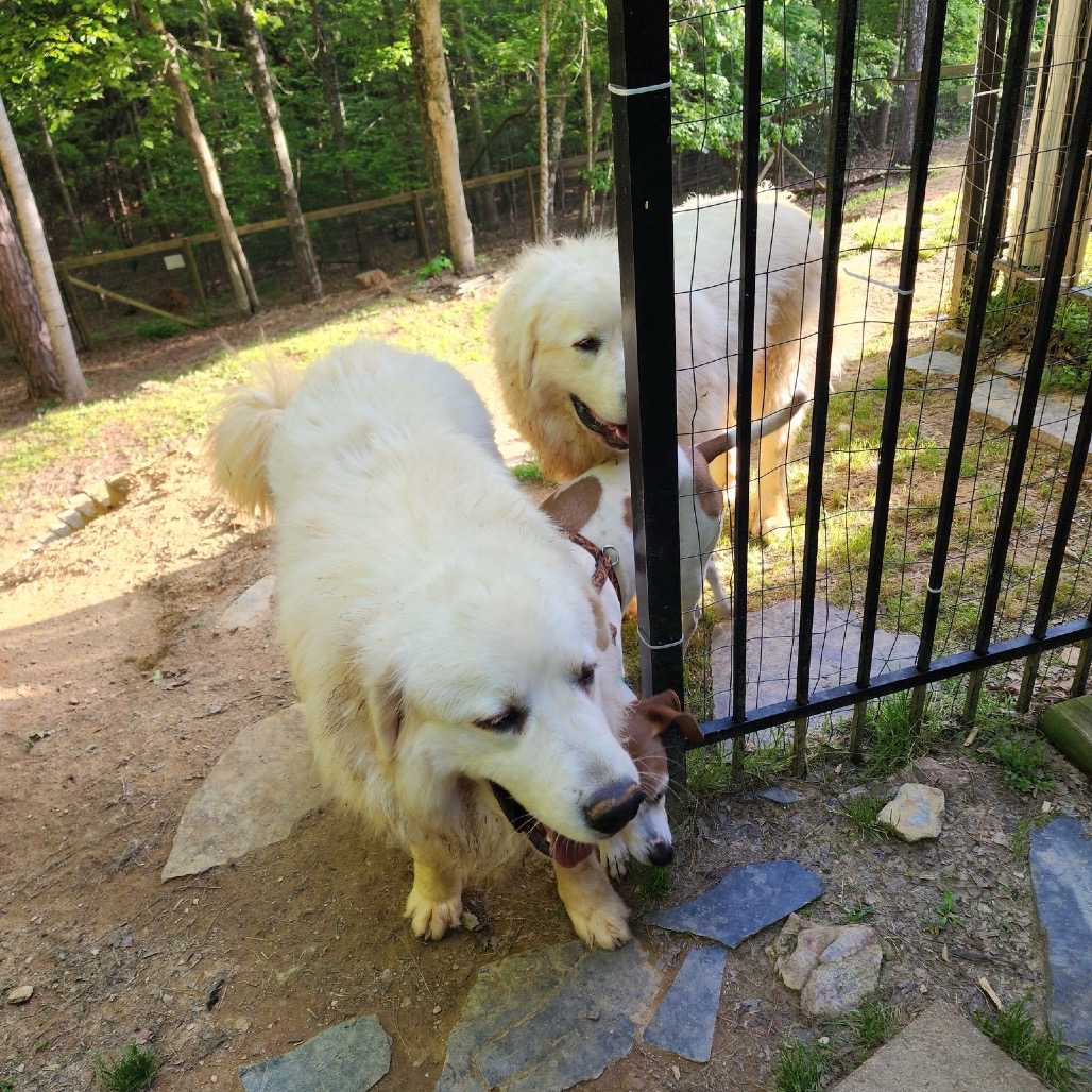 Cooper, photo 3