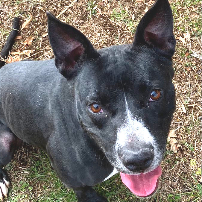 Honeybee — thumbnail 8