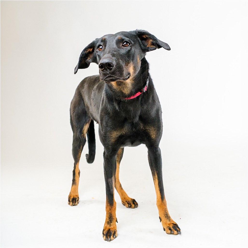 Dutchess