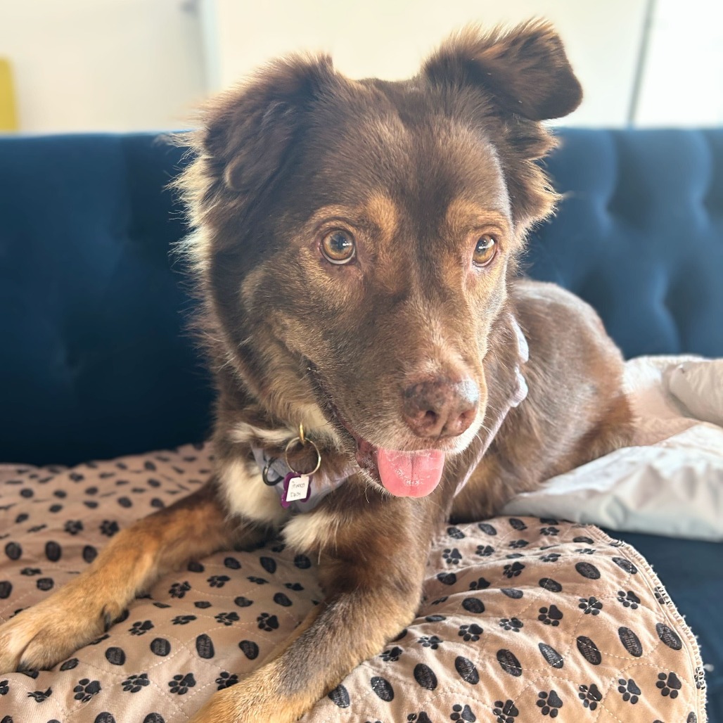 Princess Daisy 13855 — thumbnail 3