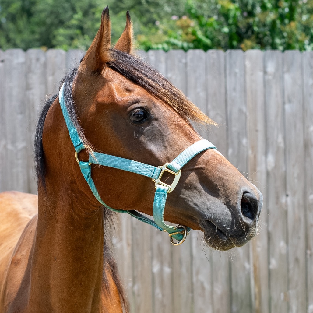HORUS - Arabian available for adoption