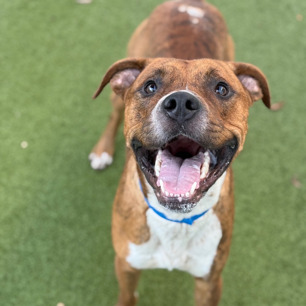 Silas — thumbnail 3