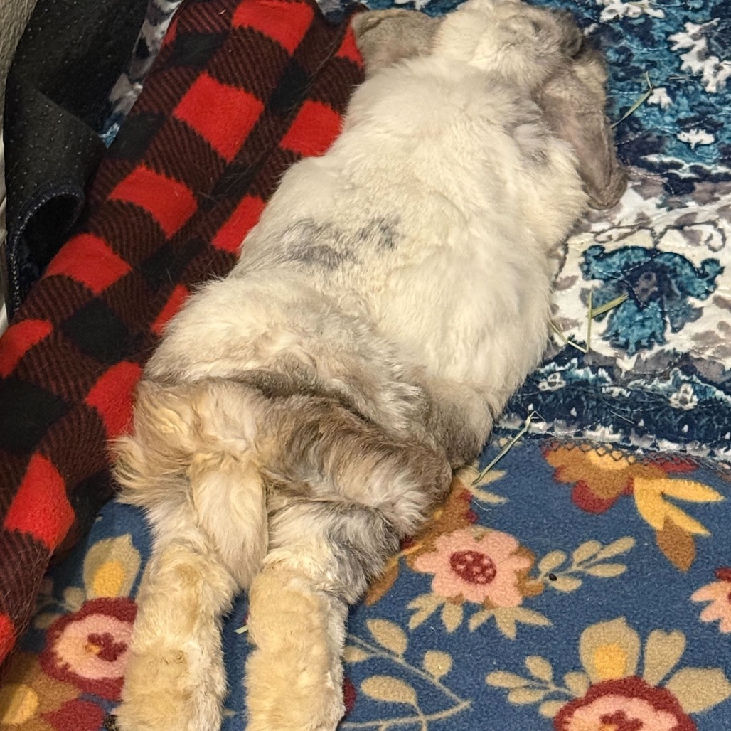 Rocky, photo 3