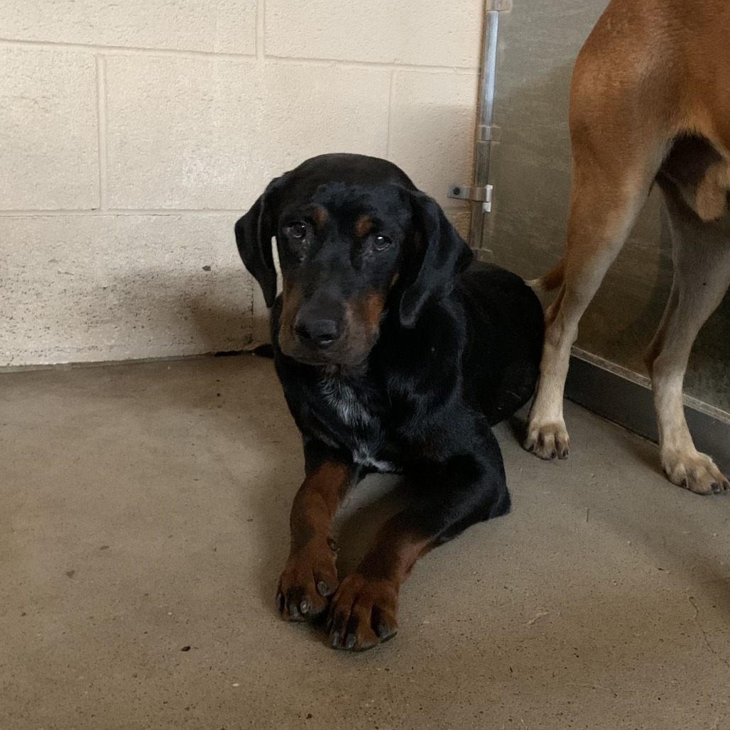 MOLTEN - Shepherd available for adoption