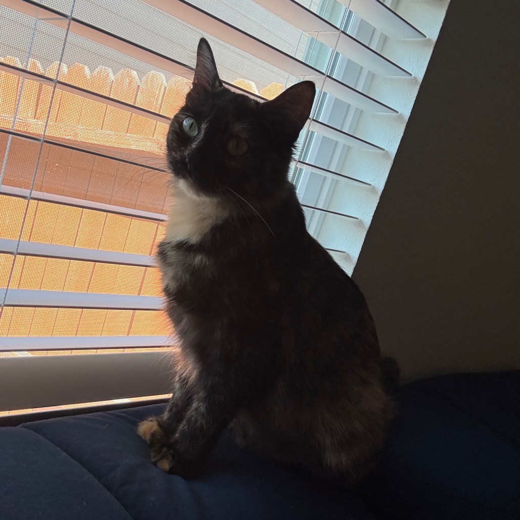 Artemis, photo 11