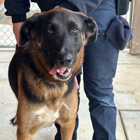 Kennel#17 Sugar's preview photo