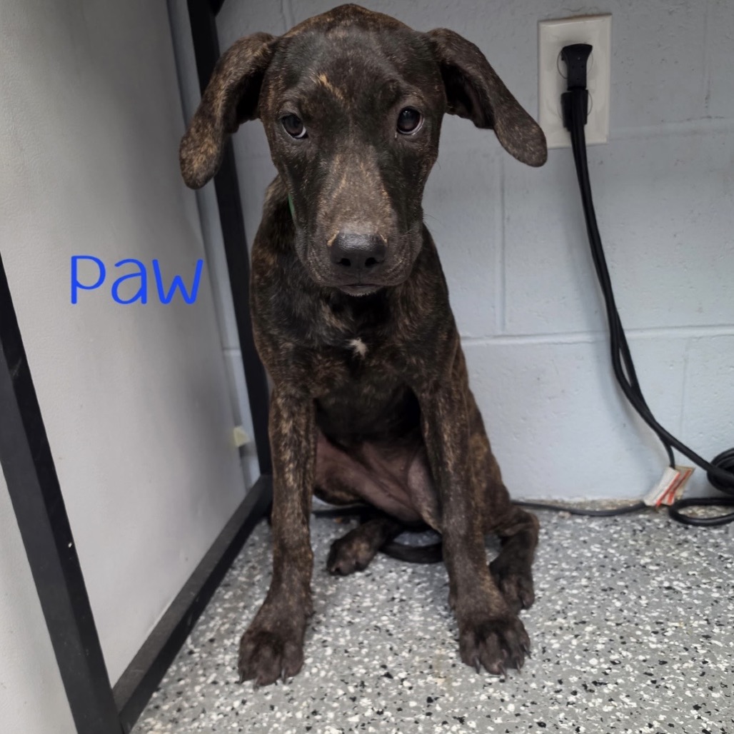 Paw, photo 2