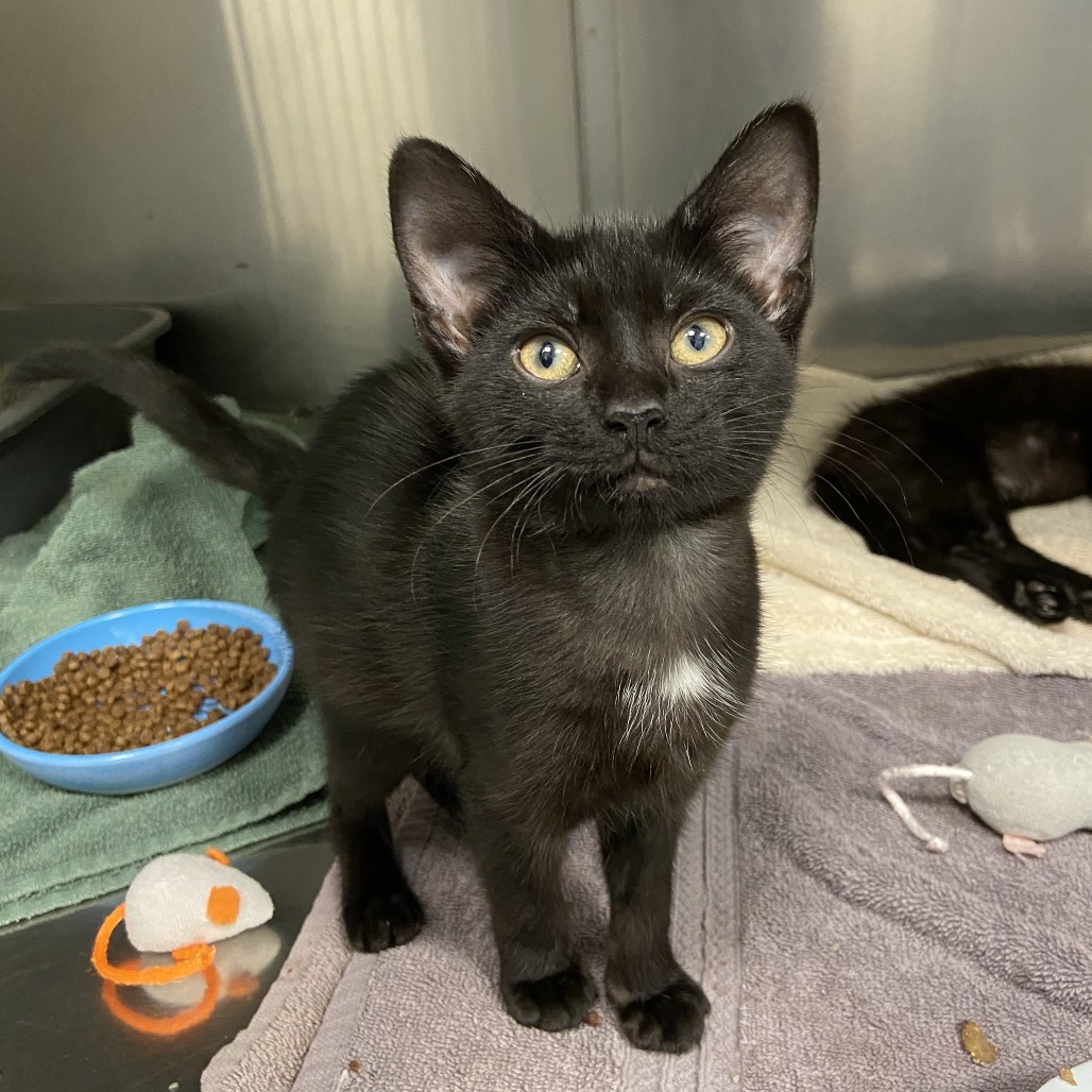 BITTY - Domestic Shorthair available for adoption