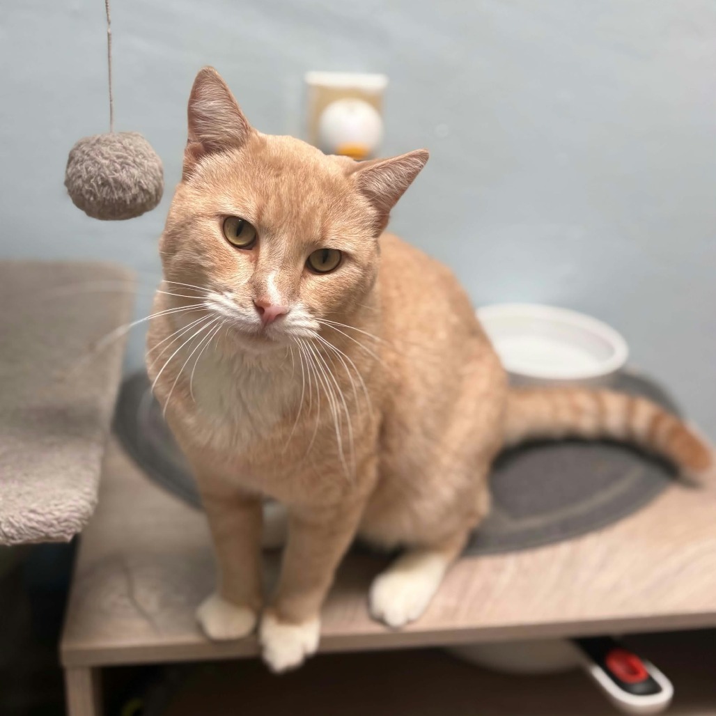 MORRIS - Domestic Shorthair available for adoption