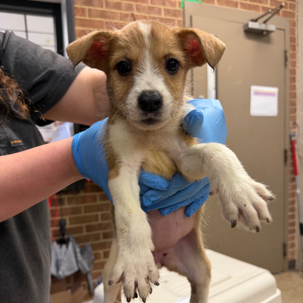 Terrier