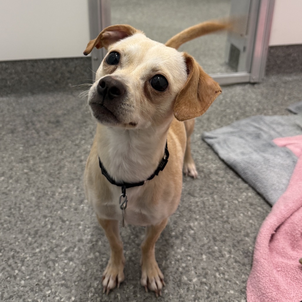 Lace — thumbnail 3