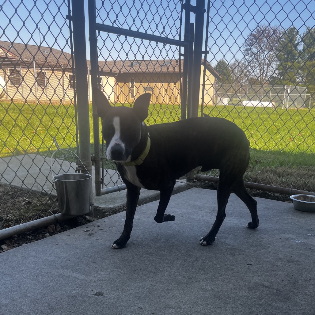 Bandit, photo 6