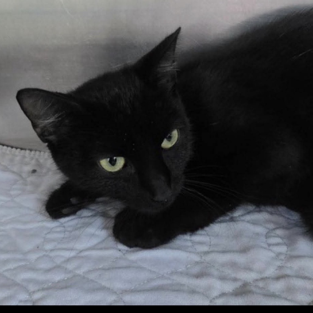 Wilma, available for adoption