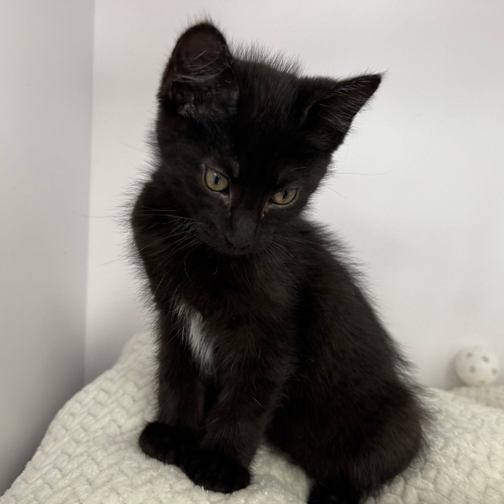 MAXILLA - Domestic Medium Hair available for adoption