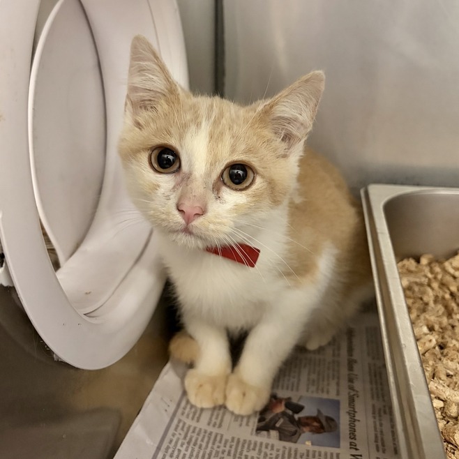 GARFIELD - Domestic Shorthair available for adoption