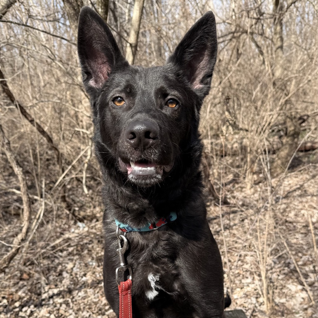 Mystery — thumbnail 3