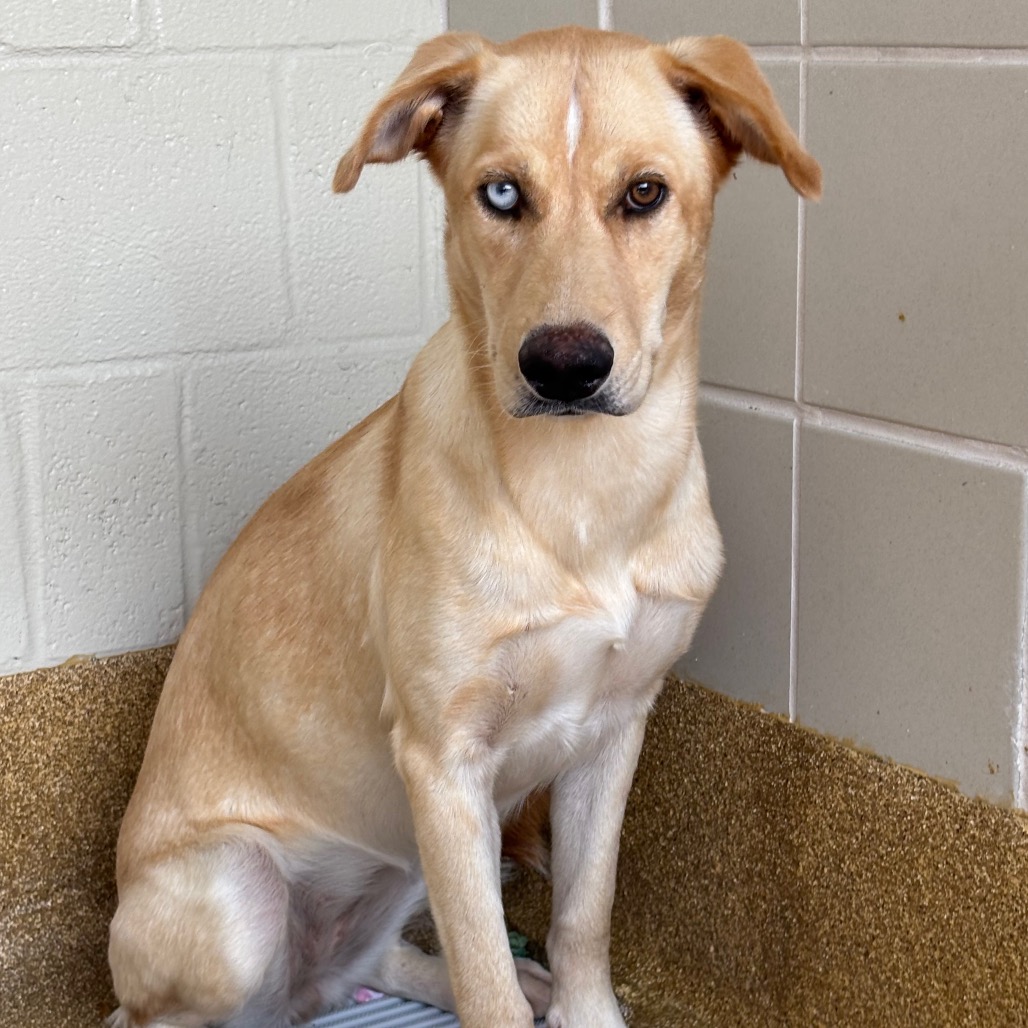 CALLIE - Retriever, Labrador / Mixed Breed (Medium) for adoption in League City