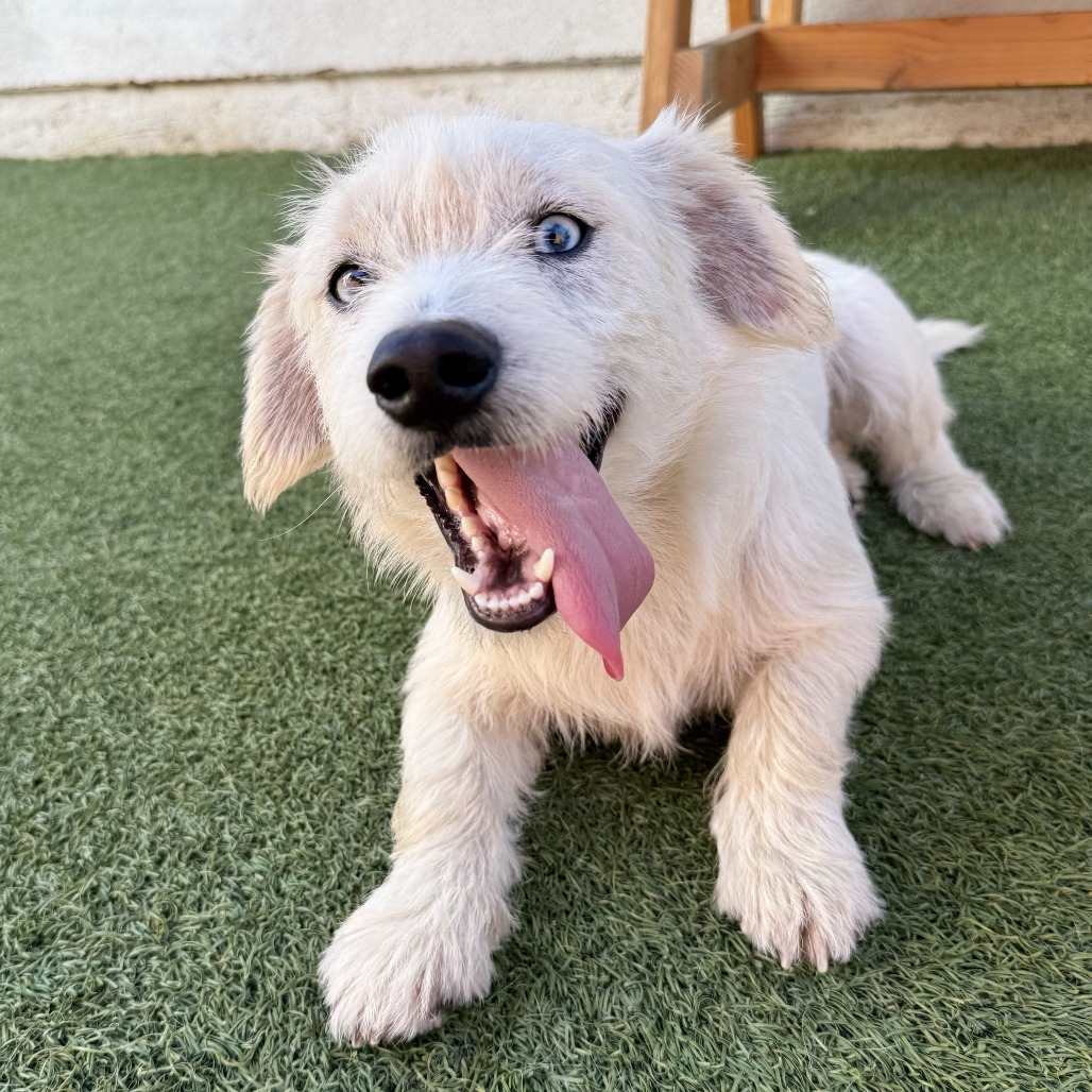 Milky Way  the Dog