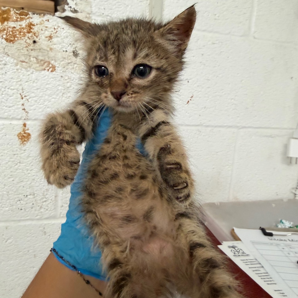 DURIAN - Domestic Shorthair available for adoption