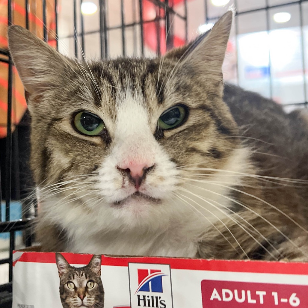 MUFFIN MAN - Domestic Shorthair available for adoption