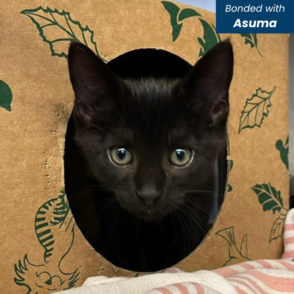 ALFREDO - Domestic Shorthair available for adoption