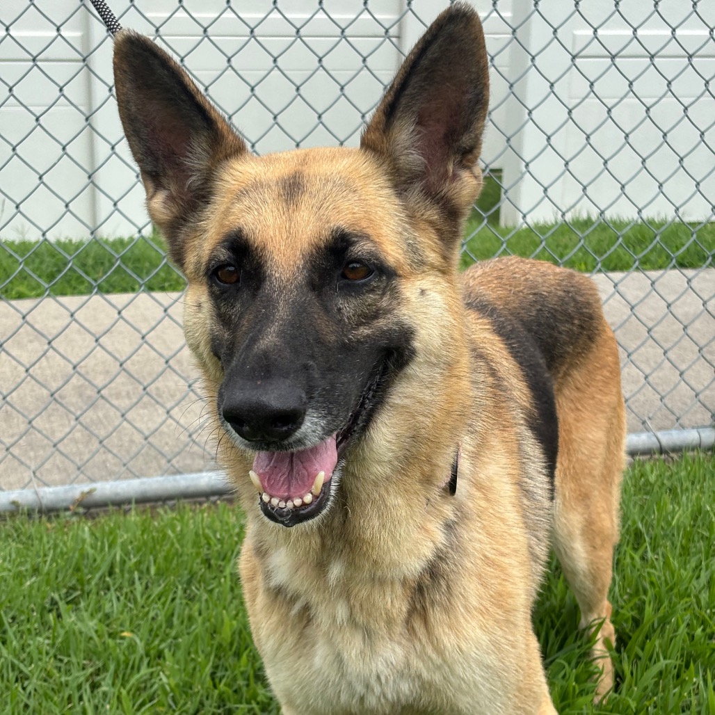 FREIDA - Shepherd, German / Shepherd, German available for adoption