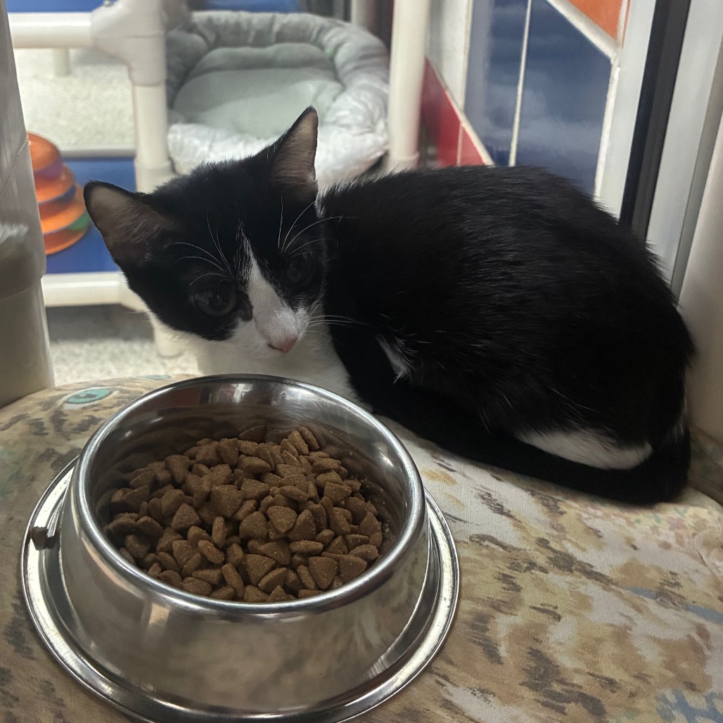 ERIDANUS - Domestic Shorthair available for adoption