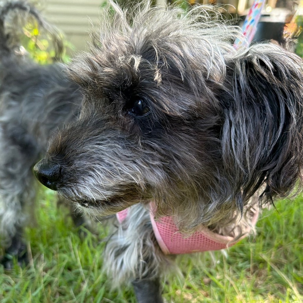 Herschel, photo 11