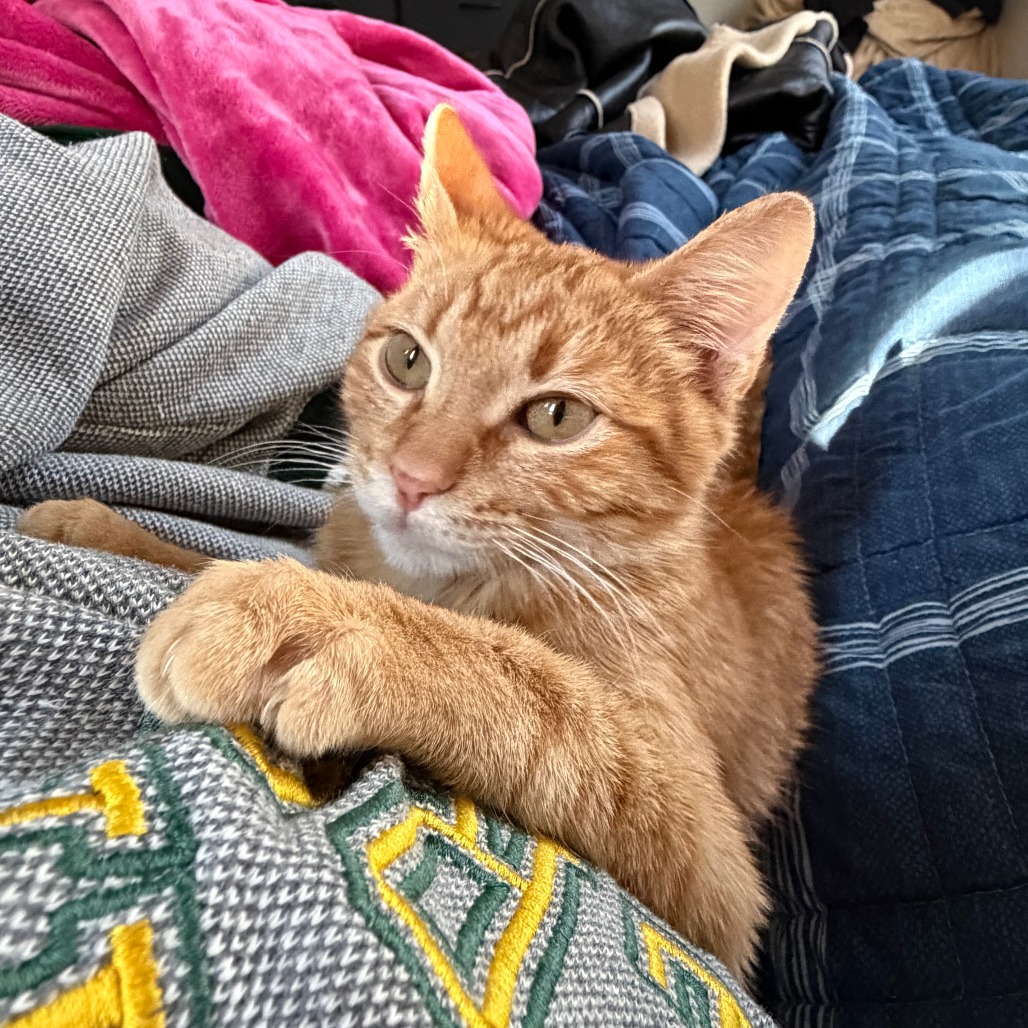 Garfield