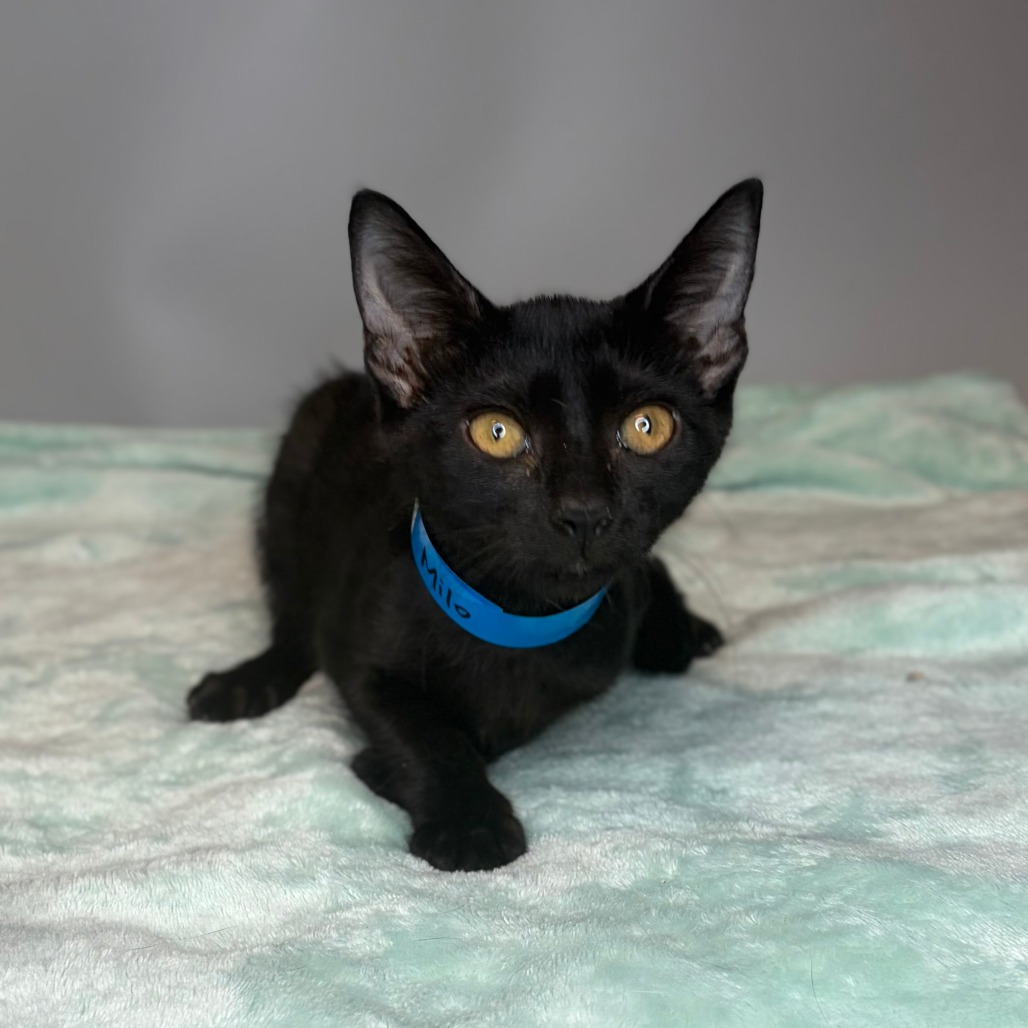 MILA - Domestic Shorthair available for adoption