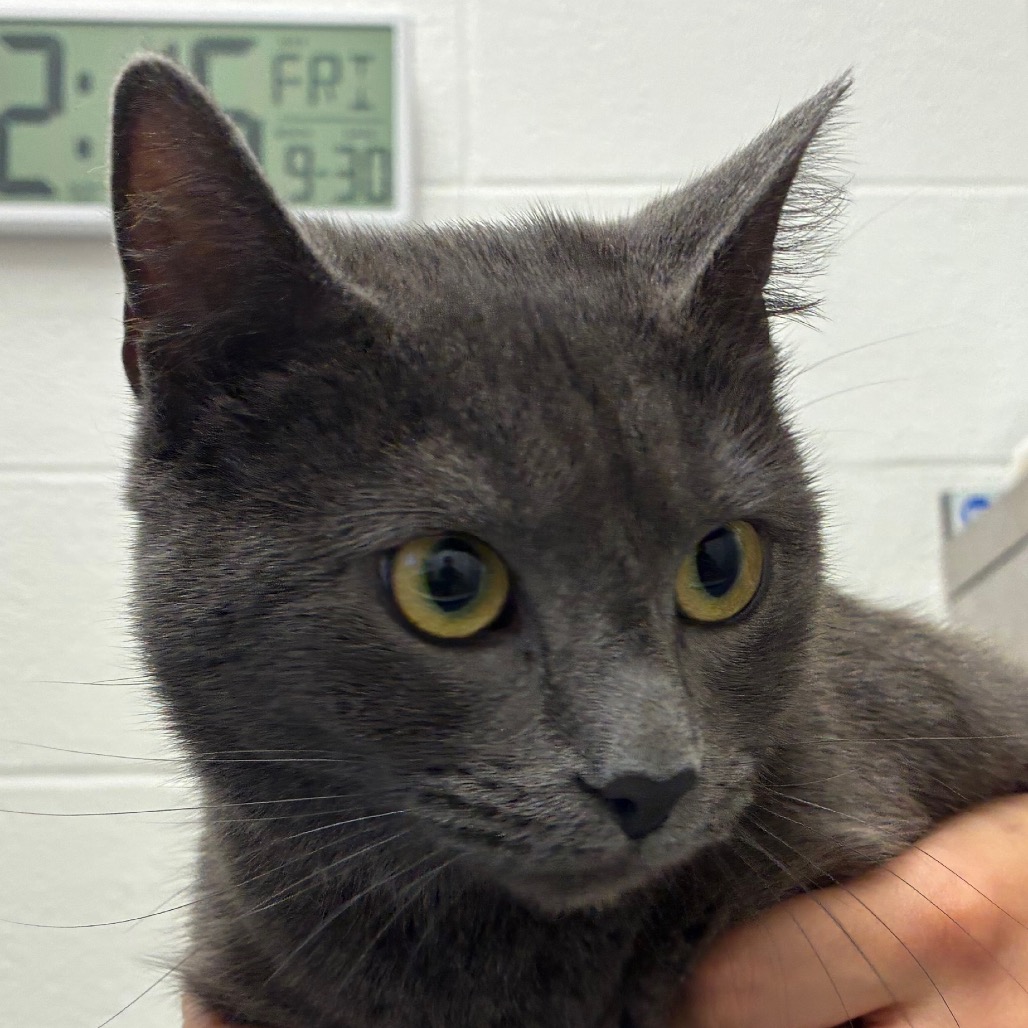 Photo of Juliet, a cat adopted from Gulf Coast Humane Society