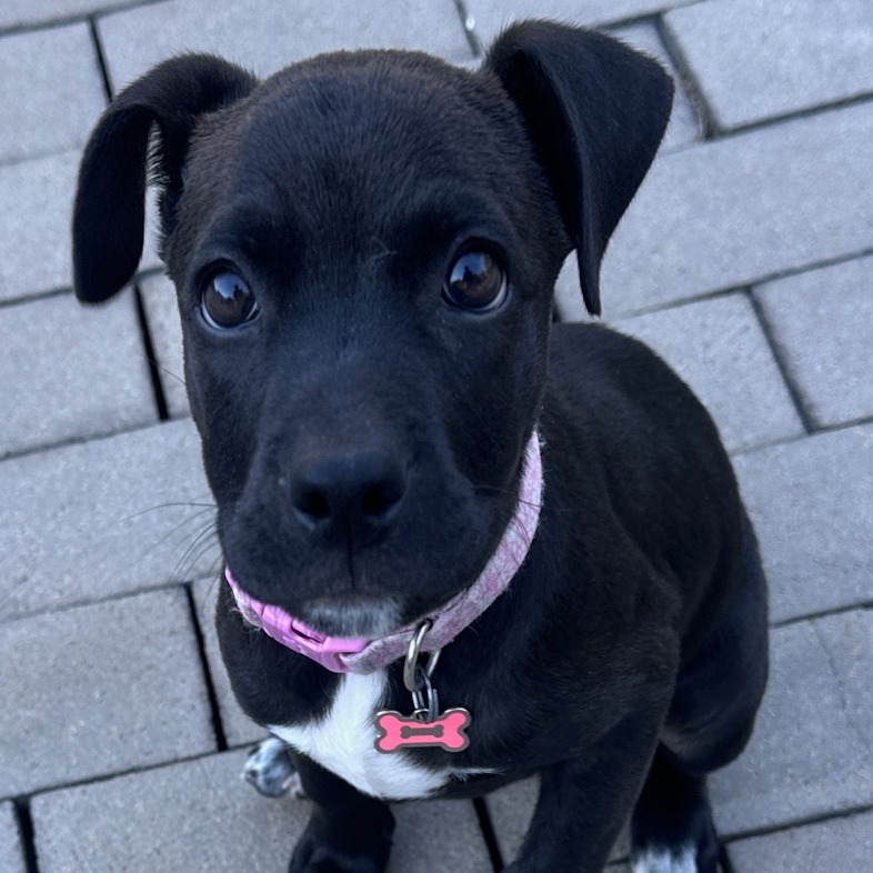 Oreo
