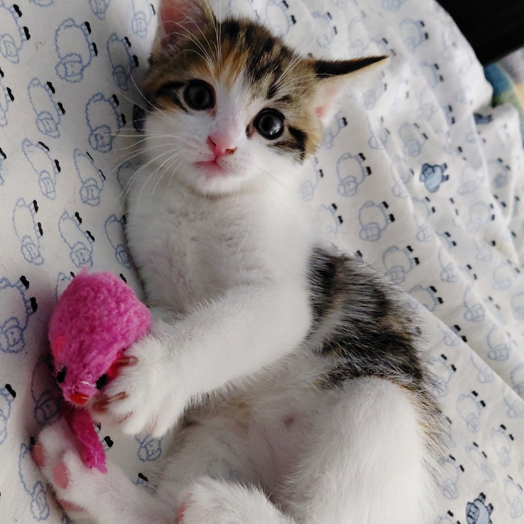 Purrcyllia photo